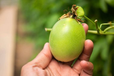 Fresh passion fruit and  has green leaves from the garden 