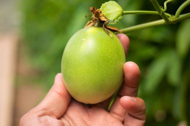 Fresh passion fruit and  has green leaves from the garden 