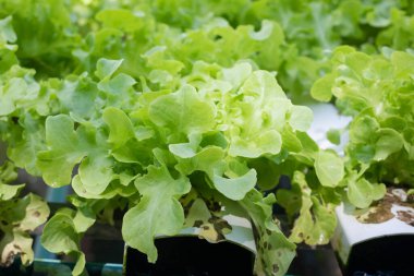 Green oak lettuce or Salad vegetables in Nursery for seedlings from the garden Hydroponics or Soilless Culture