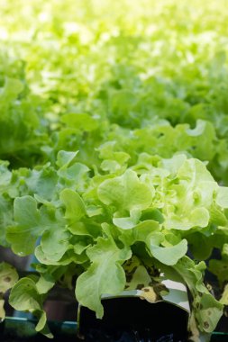 Green oak lettuce or Salad vegetables in Nursery for seedlings from the garden Hydroponics or Soilless Culture