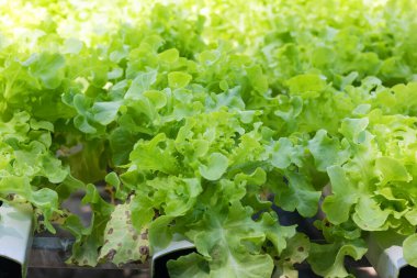 Green oak lettuce or Salad vegetables in Nursery for seedlings from the garden Hydroponics or Soilless Culture
