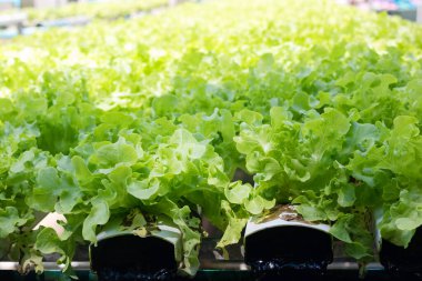Green oak lettuce or Salad vegetables in Nursery for seedlings from the garden Hydroponics or Soilless Culture