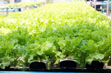 Green oak lettuce or Salad vegetables in Nursery for seedlings from the garden Hydroponics or Soilless Culture