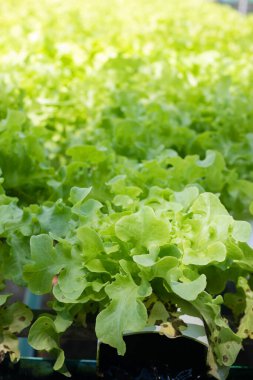 Green oak lettuce or Salad vegetables in Nursery for seedlings from the garden Hydroponics or Soilless Culture