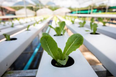 Cos lettuce vegetables or Salad vegetables in Nursery for seedlings from the garden Hydroponics or Soilless Culture