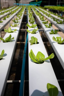 Cos lettuce vegetables or Salad vegetables in Nursery for seedlings from the garden Hydroponics or Soilless Culture
