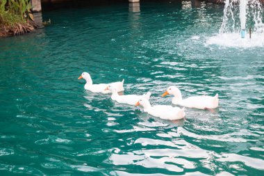 Several white ducks are swimming in a blue pond