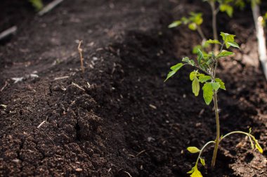 hafif bir arka plan üzerinde yeşil soğan demet