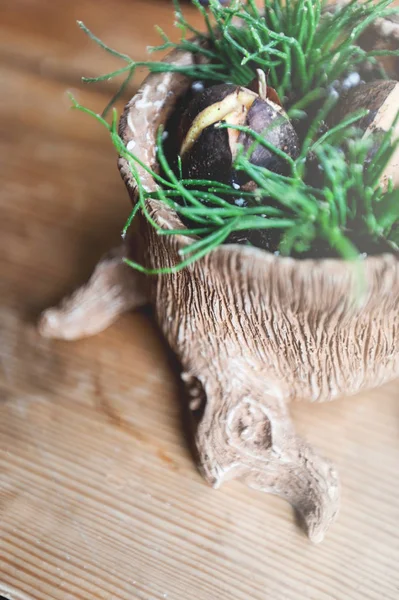 Küçük bir ahşap tencerede küçük bitki