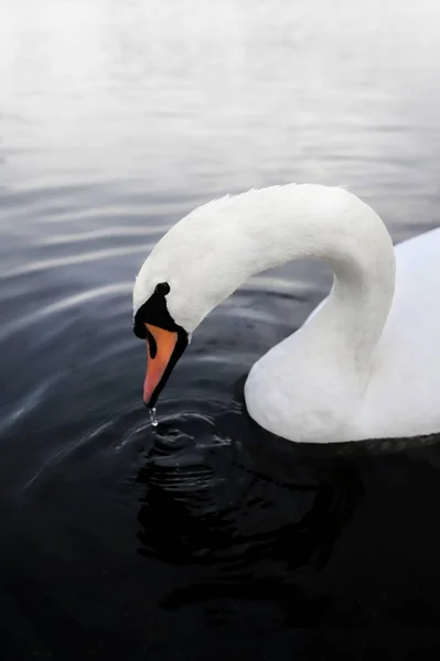 Sorgliga Swan Huvud Sjö — Stockfoto