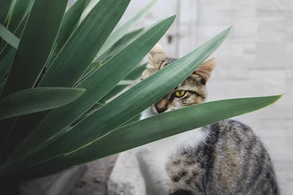 Olho Gato Está Olhando Através Folhagem — Fotografia de Stock