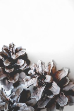 Çam kozalakları beyaz arka plan üzerinde. Kış hediye kartı. iPhone duvar kağıdı.