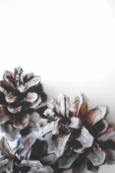 Çam kozalakları beyaz arka plan üzerinde. Kış hediye kartı. iPhone duvar kağıdı.