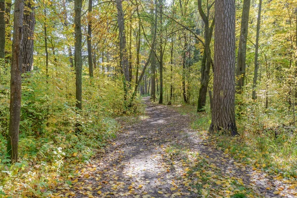 Autumn, Early autumn, Forest, Forest Path, Grove, Path In The Woods, Pine tree, Pines, Trees