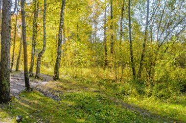 Kolda, ağaçların güneş ışınlarının