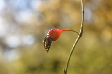 Berry erken sonbaharda yabani gül