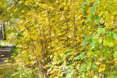 Kolda, ağaçların güneş ışınlarının