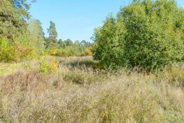 Ormanda sonbaharın başlarında
