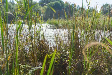 Nehir kıyısında Reed