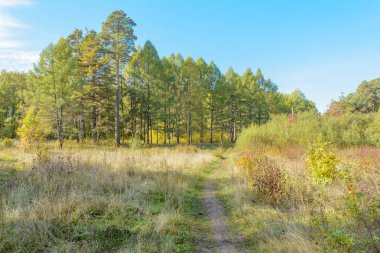 Orman yolu, yolu ormanda