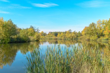 Orman nehir erken güz