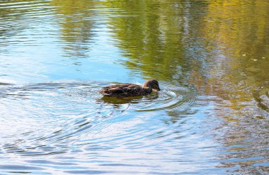 Yaban ördekleri nehirde yüzen