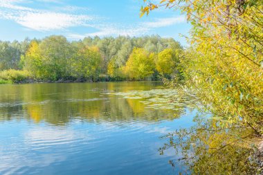 Yaban ördekleri nehirde yüzen