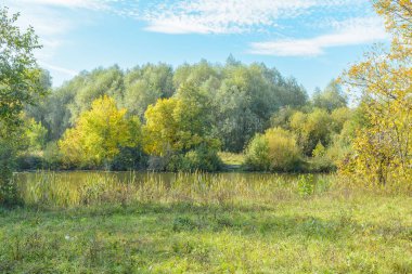 Orman nehir erken güz