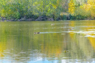 Yaban ördekleri nehirde yüzen