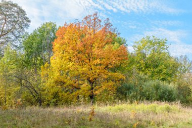 Ormanda sonbaharın başlarında