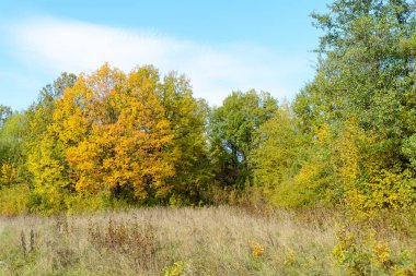 Ormanda sonbaharın başlarında
