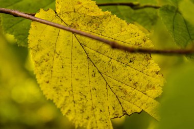 ağaçların yaprakları