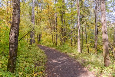 Orman yolu, yolu ormanda