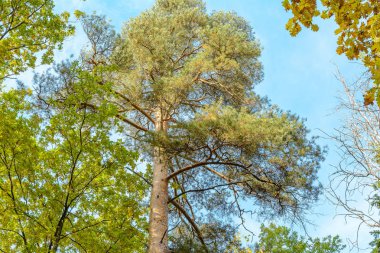 Ormandaki çam ağacı