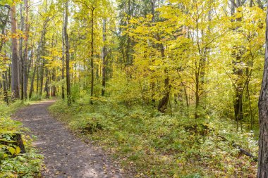 Orman yolu, yolu ormanda