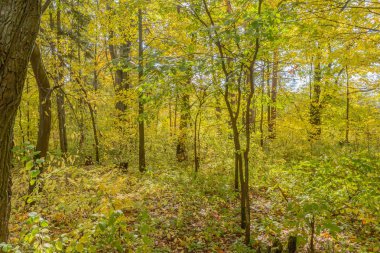 Ormanda sonbaharın başlarında