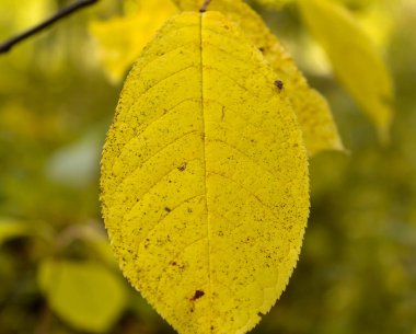 ağaçların yaprakları