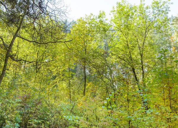 Rays Sunlight Branches Trees — Stock Photo, Image