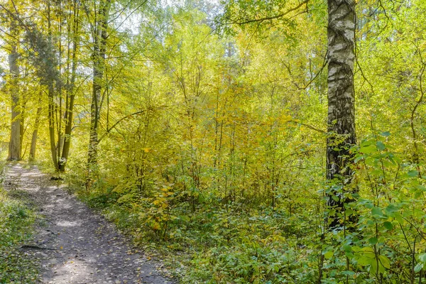 Лесной Путь Путь Лесу — стоковое фото
