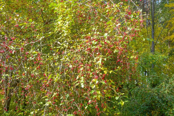 フォレスト内の野生リンゴ — ストック写真