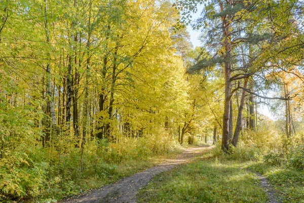 Лесной Путь Путь Лесу — стоковое фото