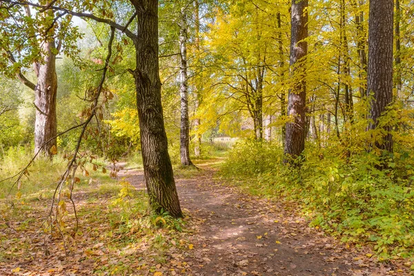 Forest Path, Path In The Woods