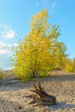 Güneş ışığı ağaç dallarında