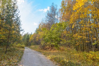 Orman yolu, yolu ormanda