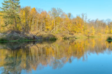 Orman nehir, kaynak suyu, su yansıma