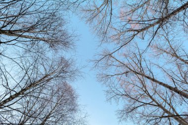 İlk frost, orman, Frost üzerinde ağaçlar, dondurulmuş orman