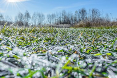 İlk frost, Frost üzerinde Grass, Frost yaprak, Frost bitkiler üzerinde