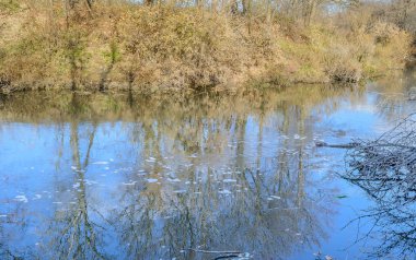 Nehir ağacında yansıması