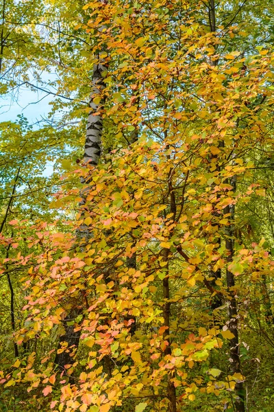Луч Солнечного Света Ветвях Деревьев — стоковое фото