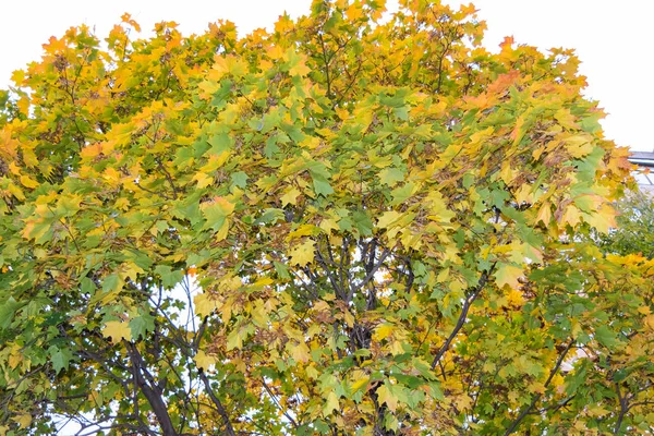 Foglie Acero Albero Autunno — Foto Stock